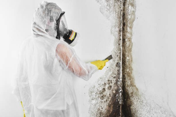Best Home Mold Removal  in Diamond Ridge, AK