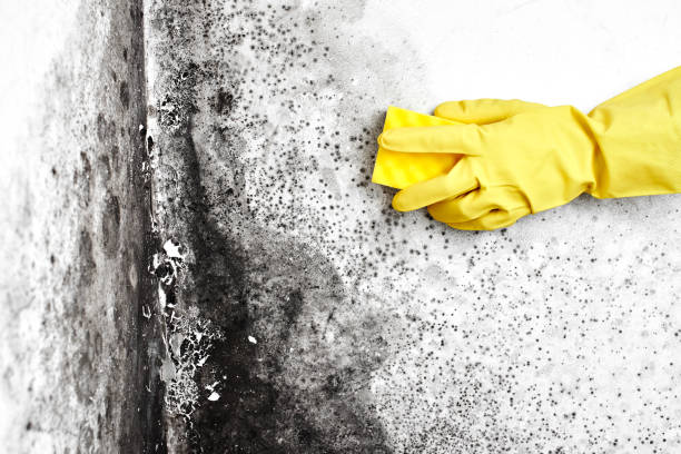 Best Same-Day Mold Removal  in Diamond Ridge, AK