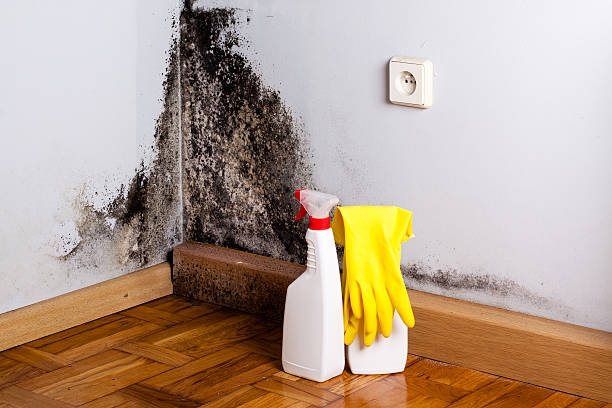 Best Certified Mold Removal  in Diamond Ridge, AK