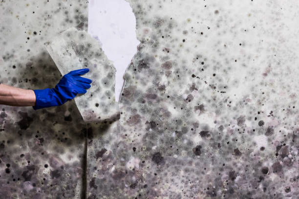 Best Mold Testing and Removal  in Diamond Ridge, AK